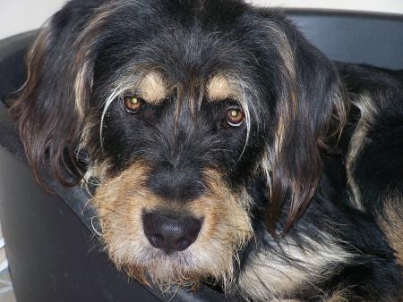 Attila, mon chien.